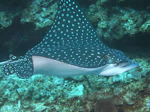 Eagle Rays’ on Koh Tao
