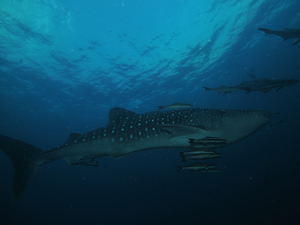 More Whalesharks at Chumphon Pinnacle