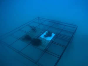 Installing our new artificial reef at Big Blue Conservation