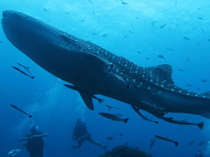 Koh Tao Officially the most frequent place in the world for Whaleshark sightings