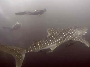 Flying with Whalesharks