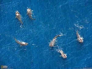 7 Whalesharks around Koh Tao