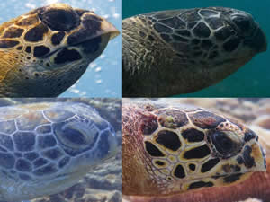 turtle4300x225