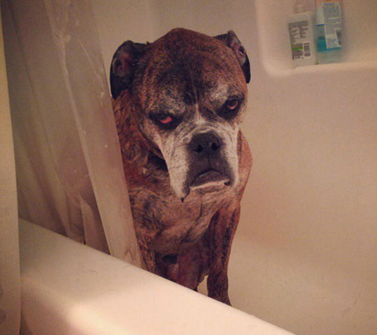 dog