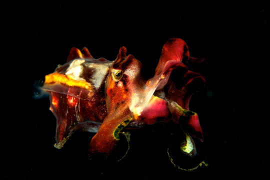 flamboyant