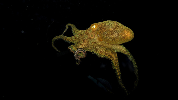 octo