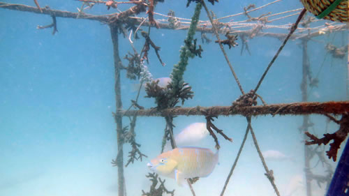Coral Nurseries