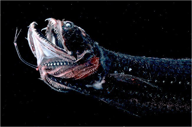 dragonfish1