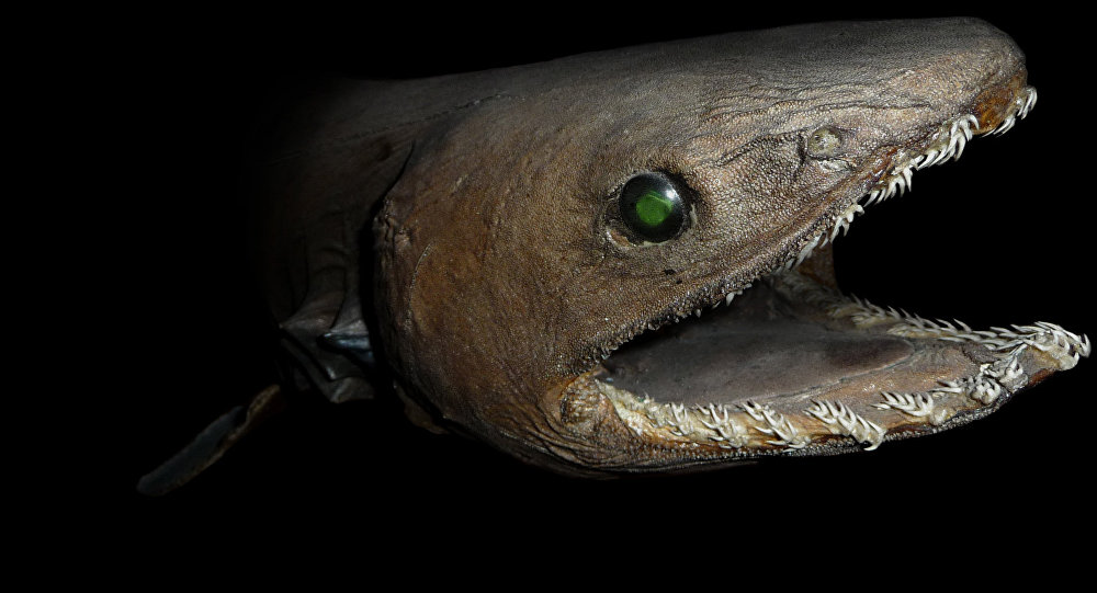 frilled shark