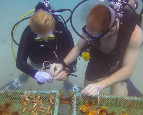 The Eco Internship on Ko Tao
