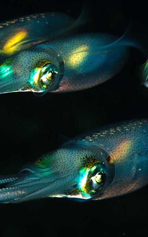 Koh Tao night dive