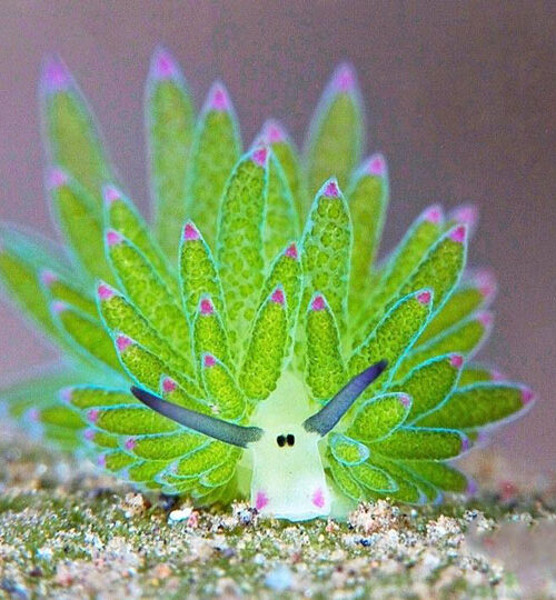 Nudibrancs on Koh Tao