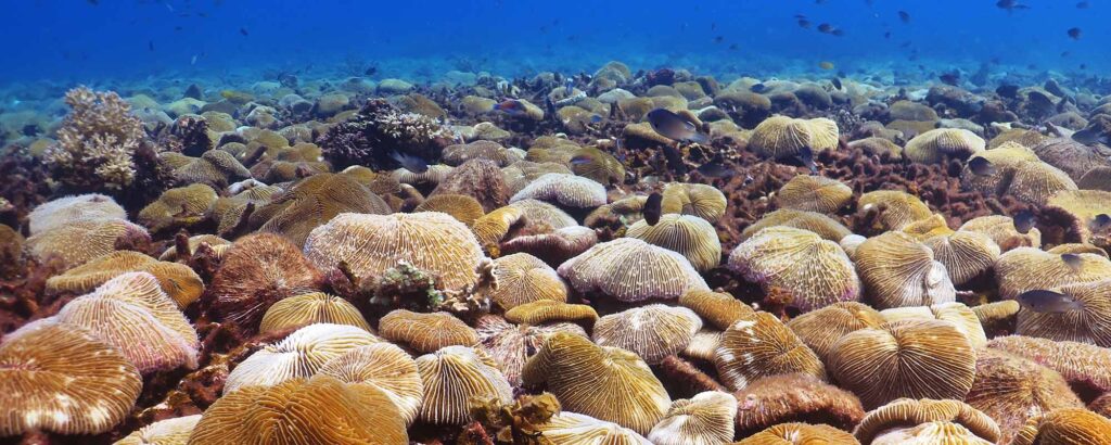 coral conservation on Koh Tao has become inceasingly more developed
