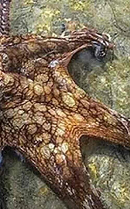 Koh Tao Marine Life – the Octopii