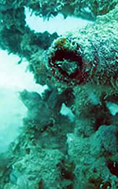 Artificial reefs on Koh Tao