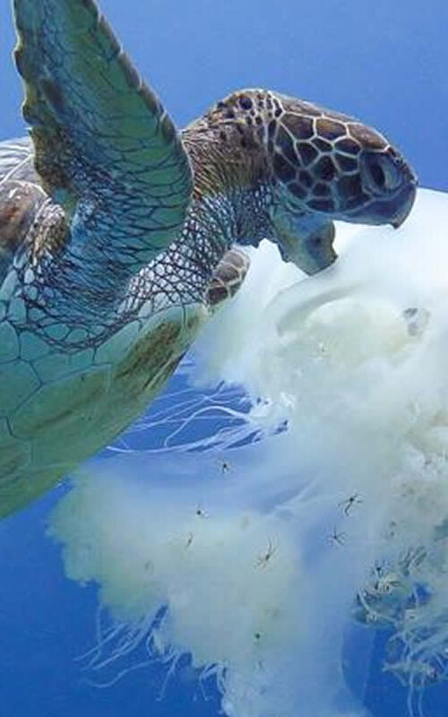 The Turtles on Koh Tao