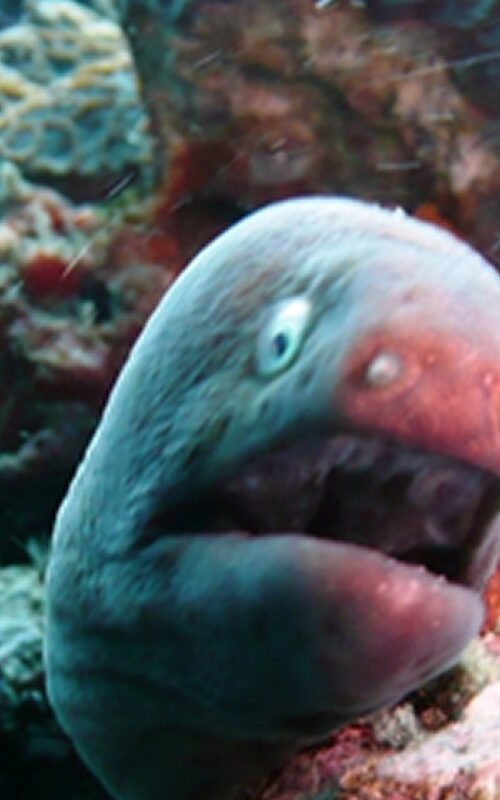 The white eyed moray eel.