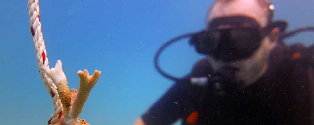 Transplanting corals on a Conservation Internship