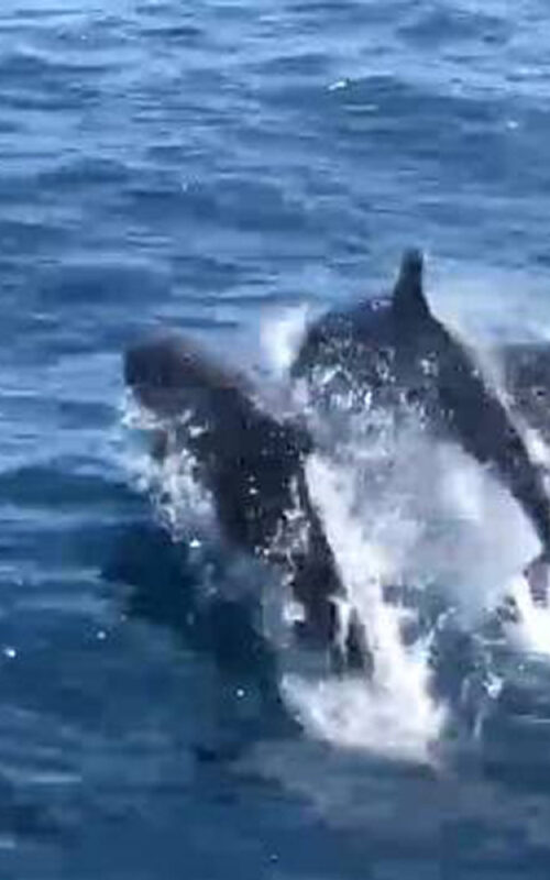 Dolphins at Chumphon Pinnacle dive site.