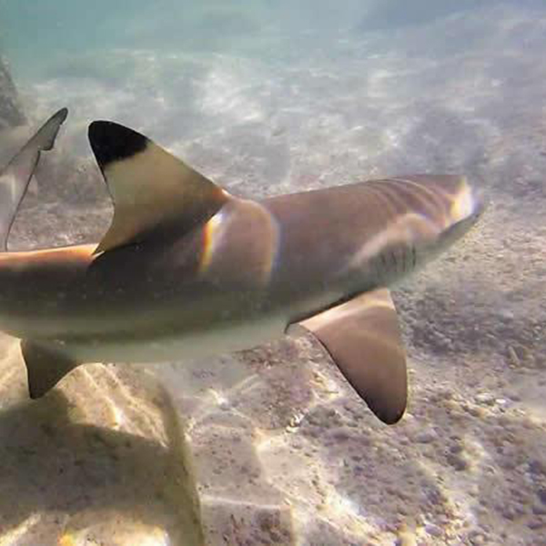 Blacktip reef shark