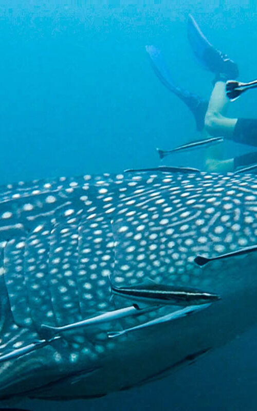 Whaleshark At Chumphon Pinnacle!