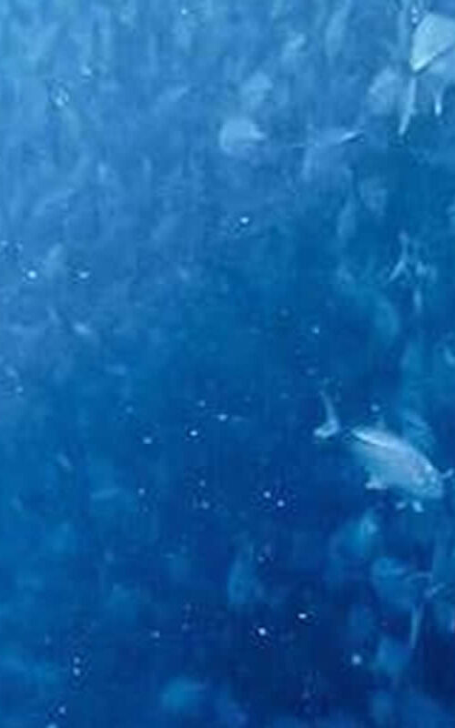 The Open Water Diver Course – What Is It?