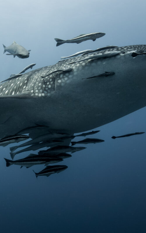 When to see whale sharks in Koh Tao?