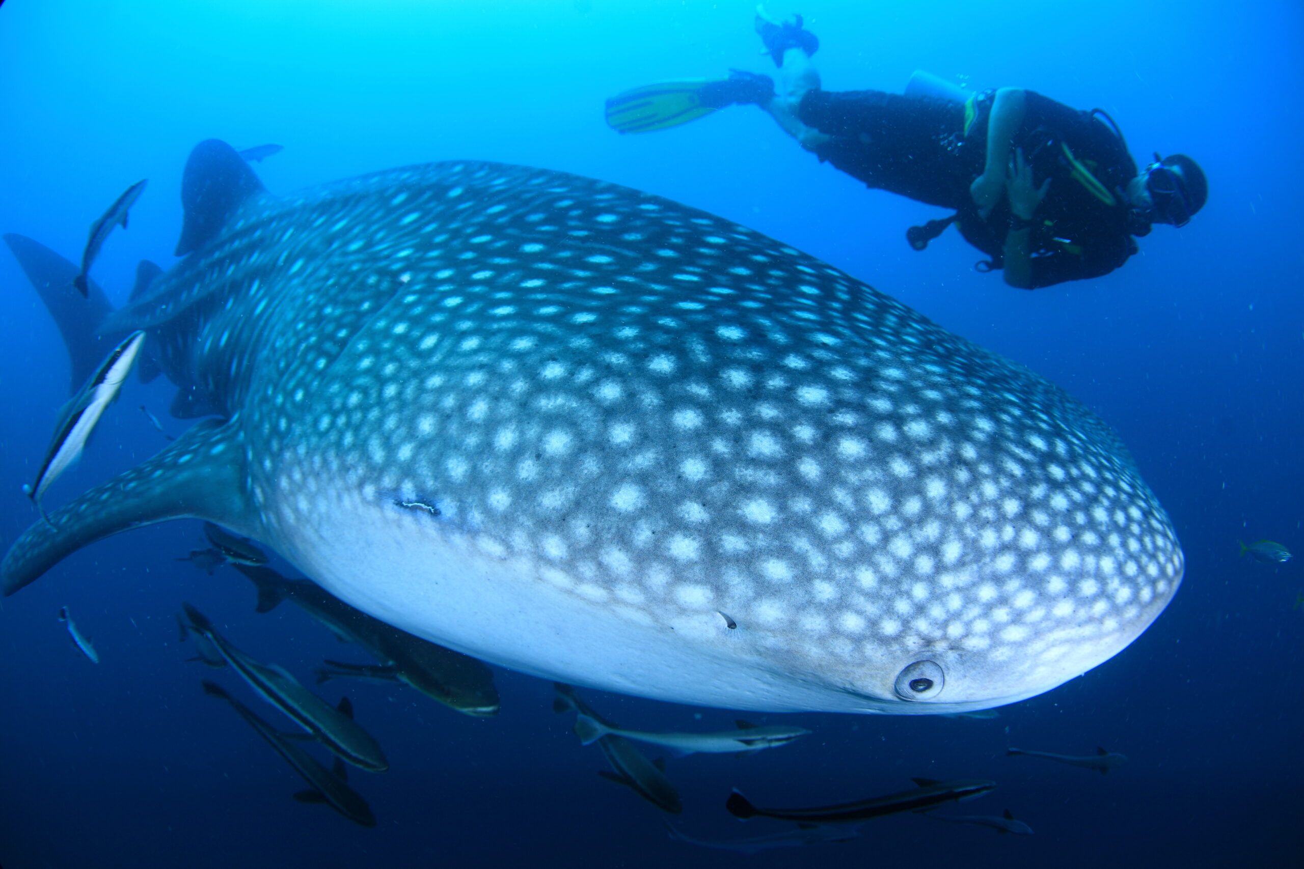 Can you see sharks while diving in Koh Tao, and is it safe??