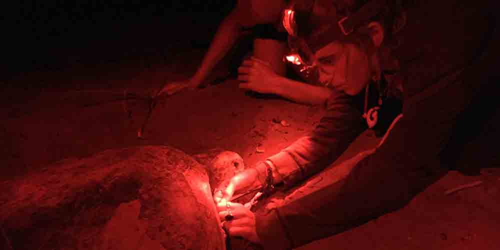 Jade Getliff, Big Blue's Women in Science, attaches a tag to a nesting sea turtle at night