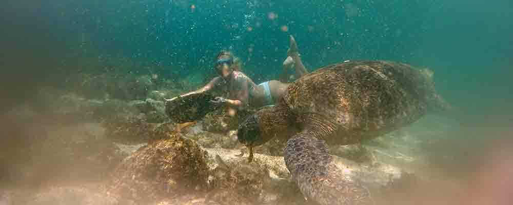 Jade Getliff, Big Blue's Women in Science, freedives with a foraging sea turtle