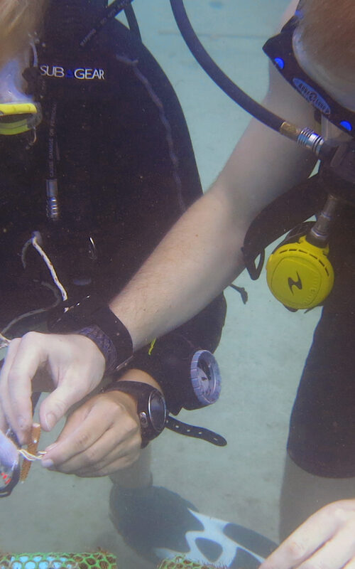 Enroll in a Mini Marine Biologist Course.