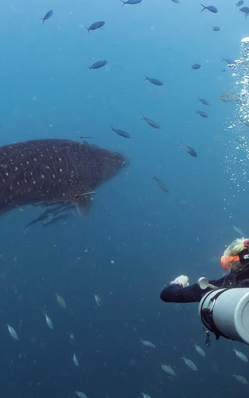 Sidemount Diving on Koh Tao.