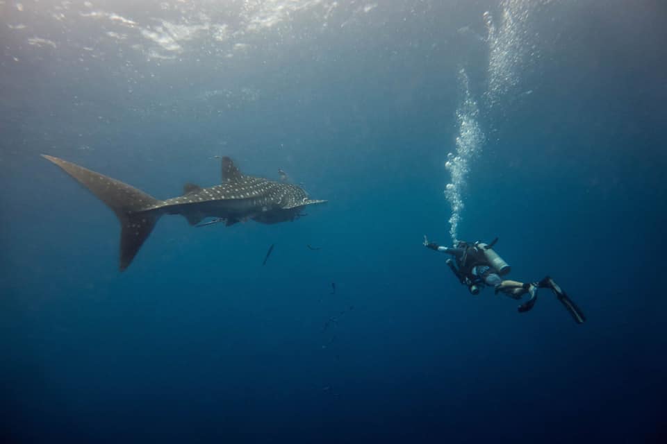 Whaleshark and solo diver