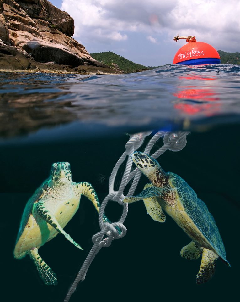 Turtles at a mooring line