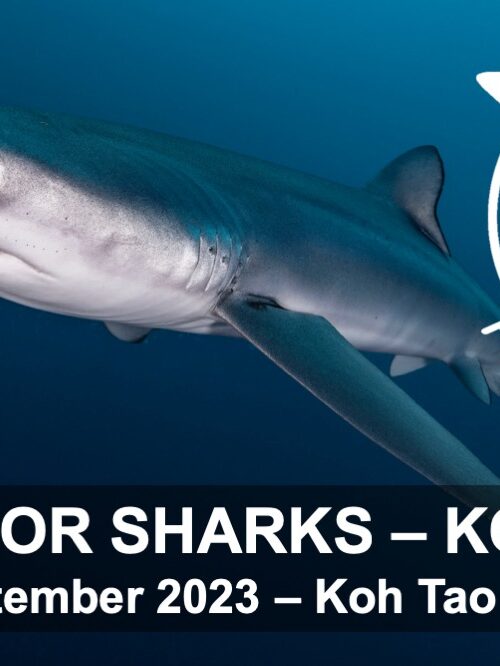 Swim for Sharks 23rd September 2023