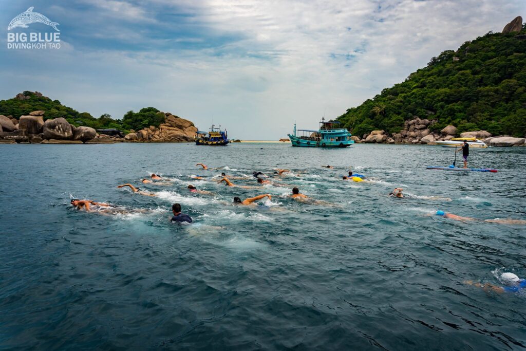 Open Water swimmers