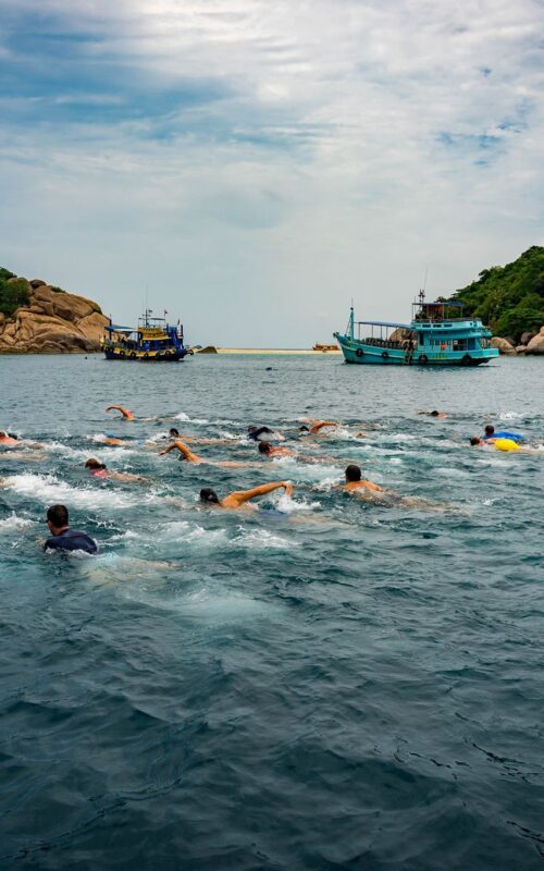 Swim for Sharks 2023