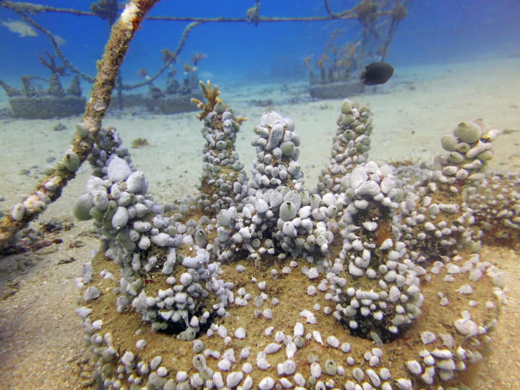 coral bleaching