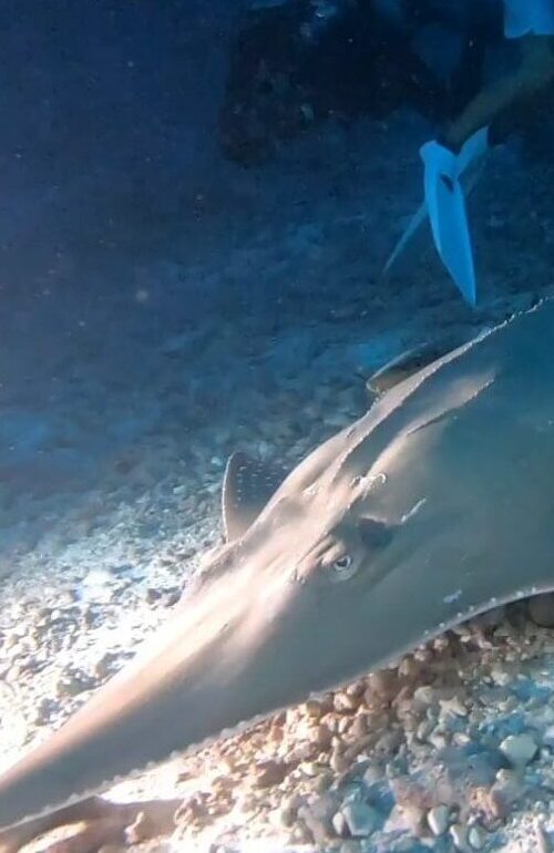 Are there Sharks on Koh Tao?