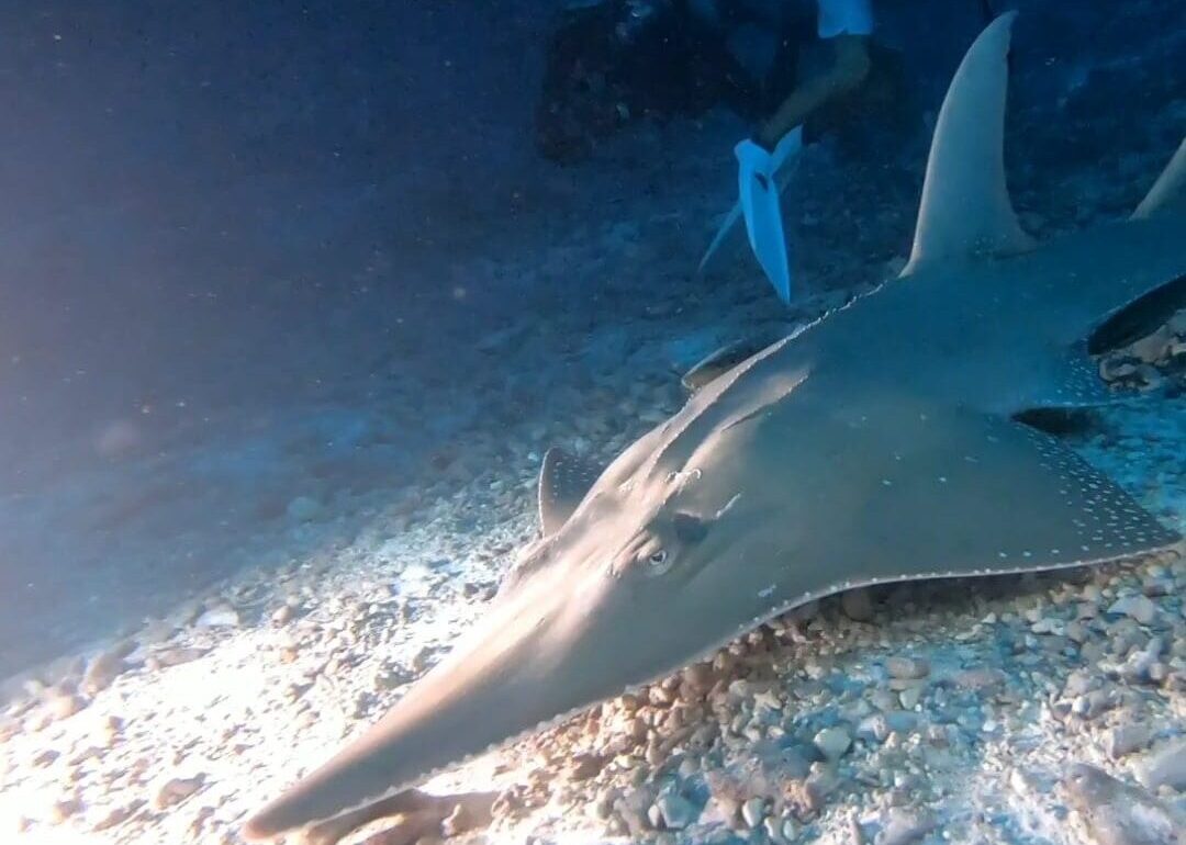 a guitar shark