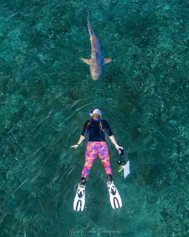 snorkeling with sharks