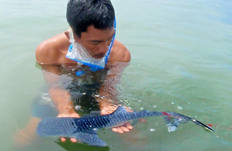 baby whaleshark in the Philipines