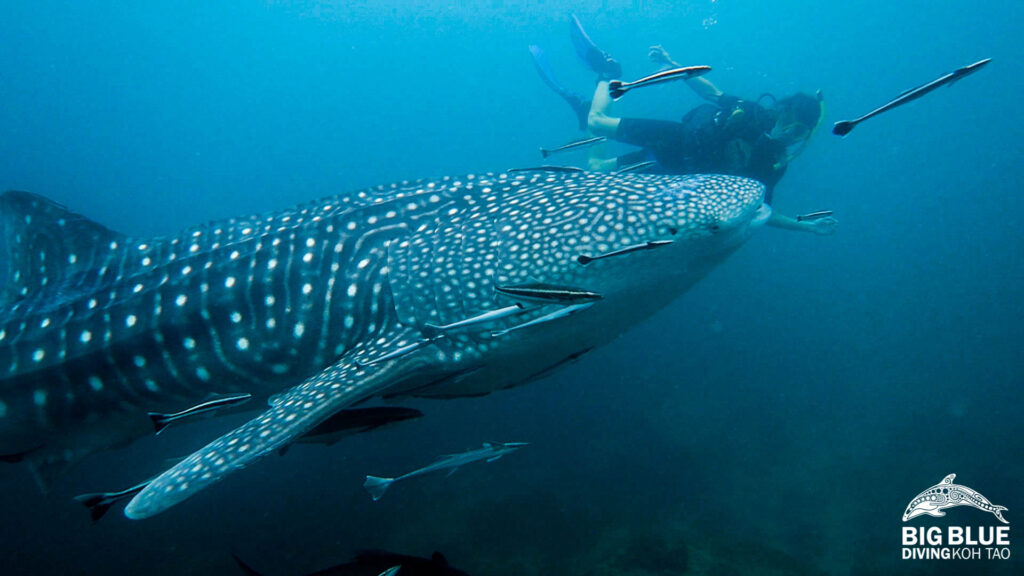 diving with a whaleshark