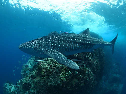 whale shark
