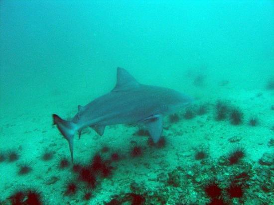 grey reef shark