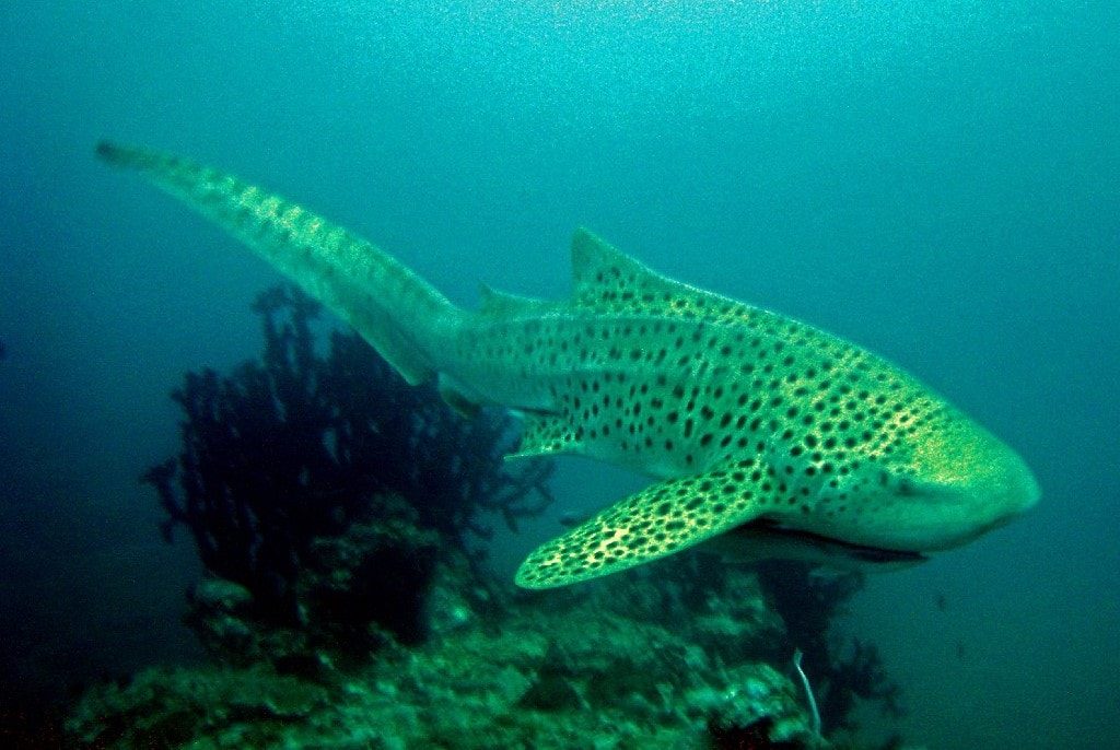 Leopard shark