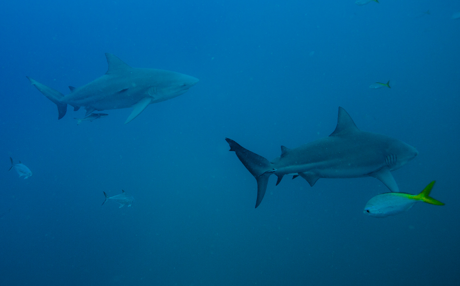 Bull Sharks