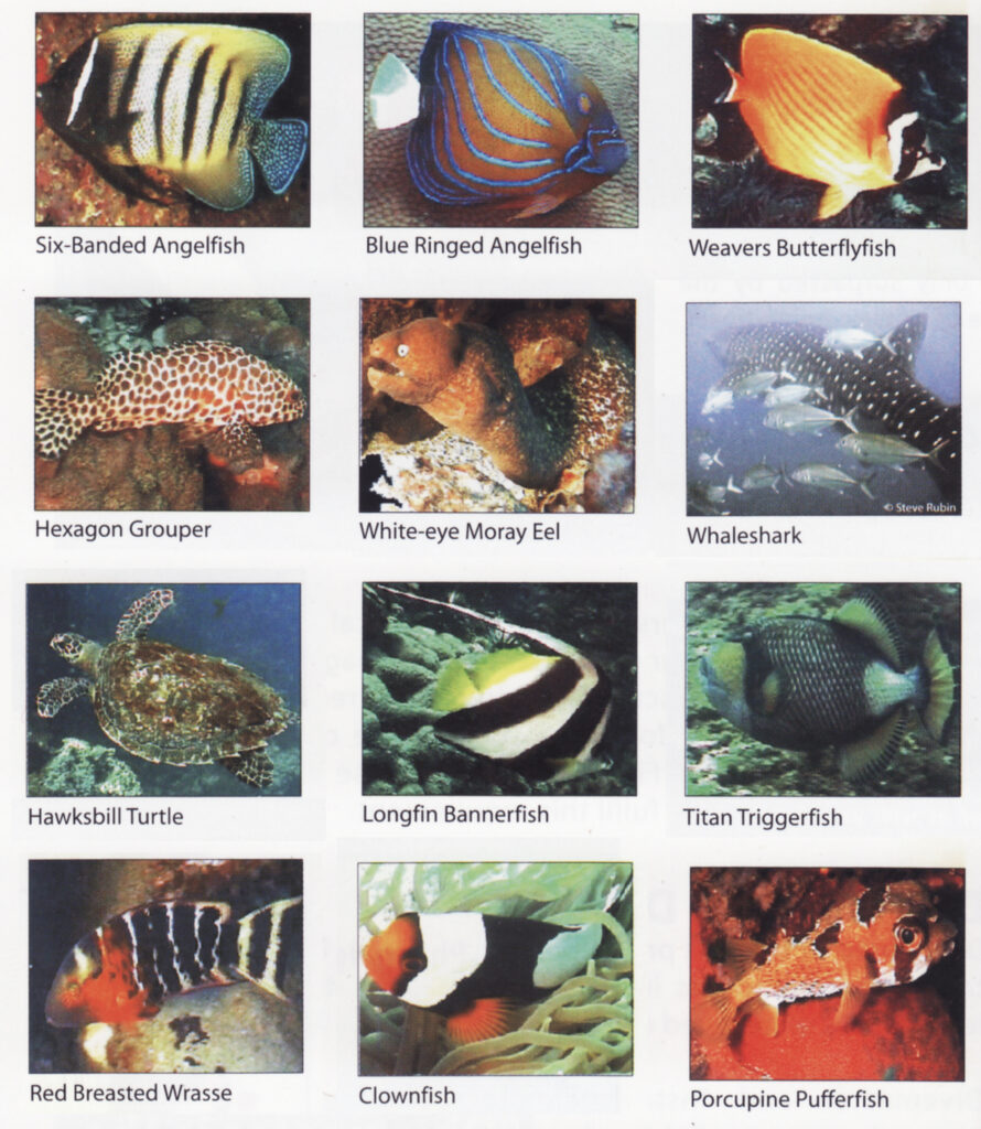 Fish Slate