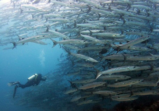 Barracuda and diver