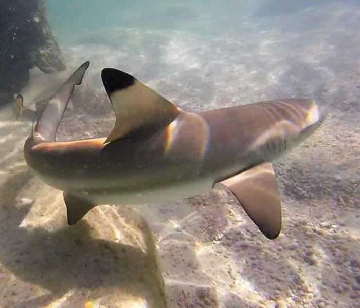 blacktip reef shark